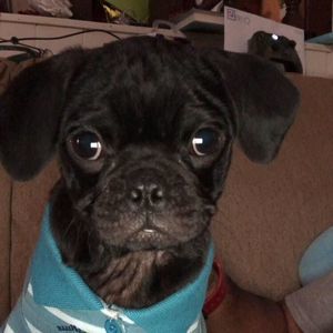 Meet your Posher, Alfonso